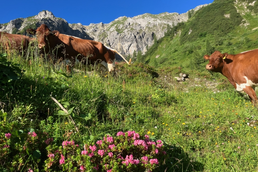 aignerhof-ferienwohnungen-urlaub-29