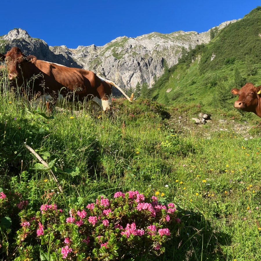 Aignerhof Ferienwohnungen Urlaub 29