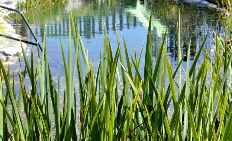 bauernhofurlaub-flachau-schilff-wasser