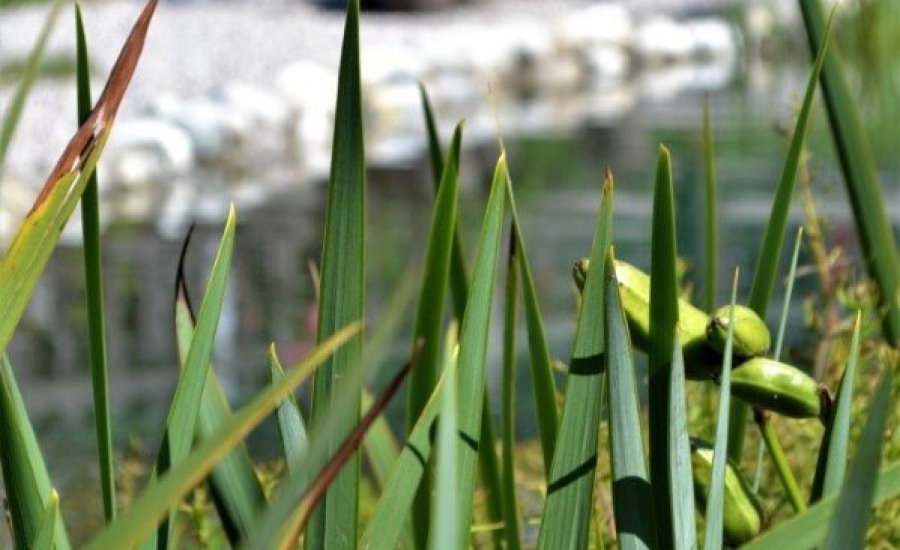 bauernhofurlaub-flachau-schilff-wasser 1