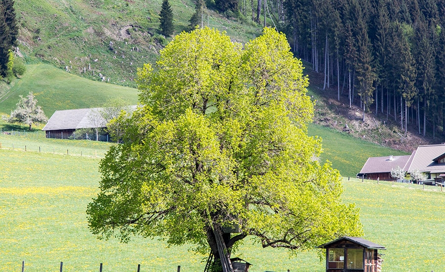 bauernhofurlaub-flachau-tiere-sommer-2069