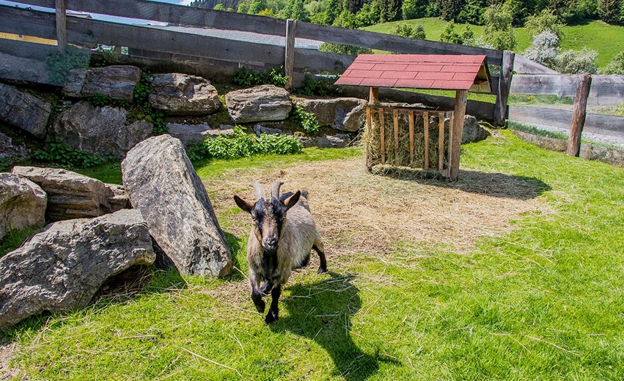 bauernhofurlaub-flachau-tiere-sommer-4130