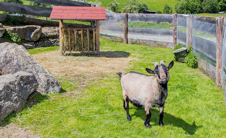 bauernhofurlaub-flachau-tiere-sommer-4135