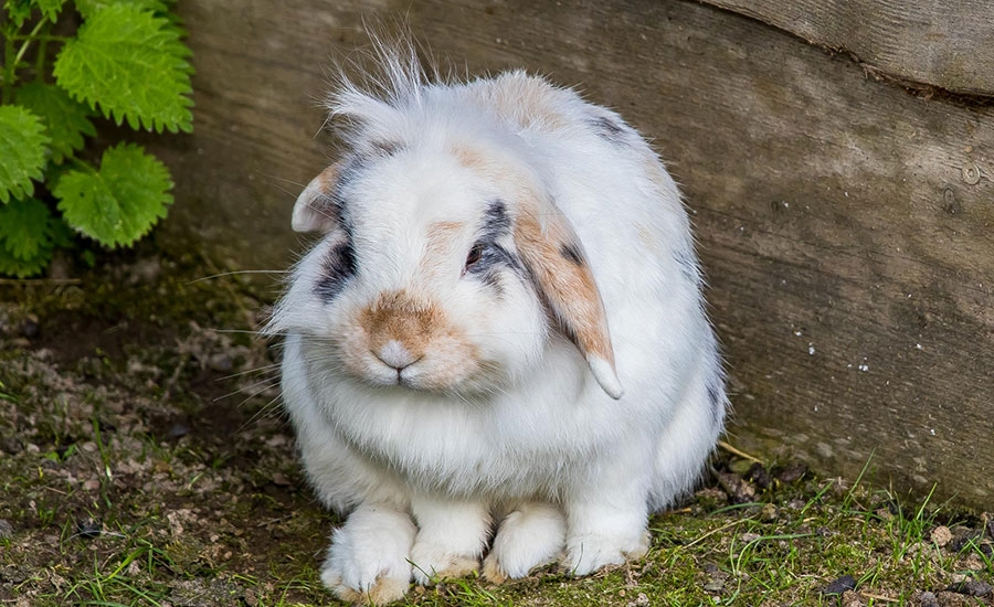 bauernhofurlaub-flachau-tiere-sommer-4137