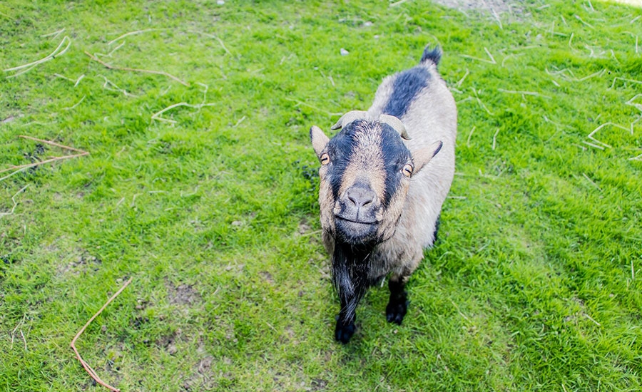 bauernhofurlaub-flachau-tiere-sommer-4139