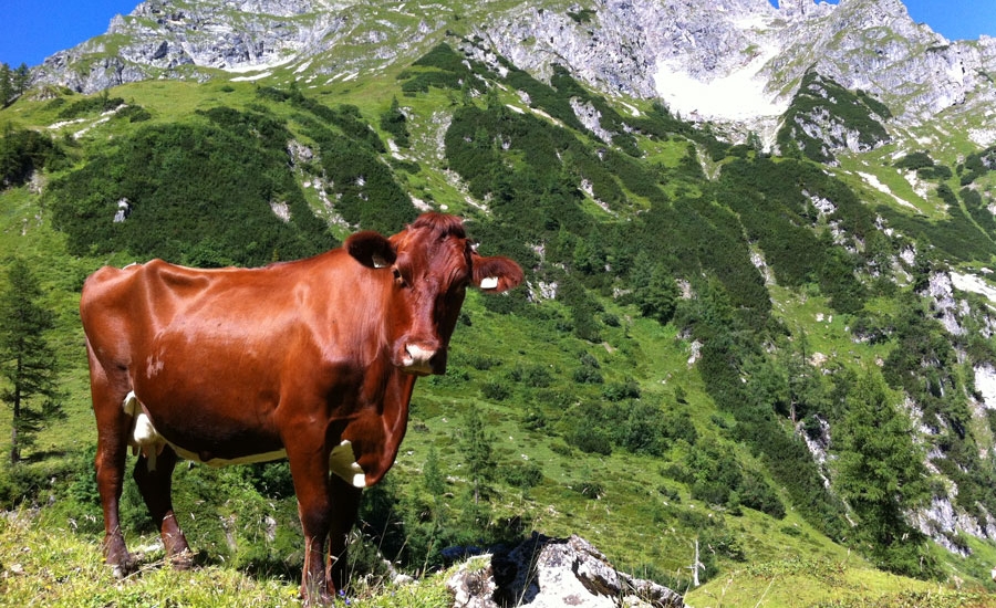 bauernhofurlaub-flachau-tiere-sommer-4143