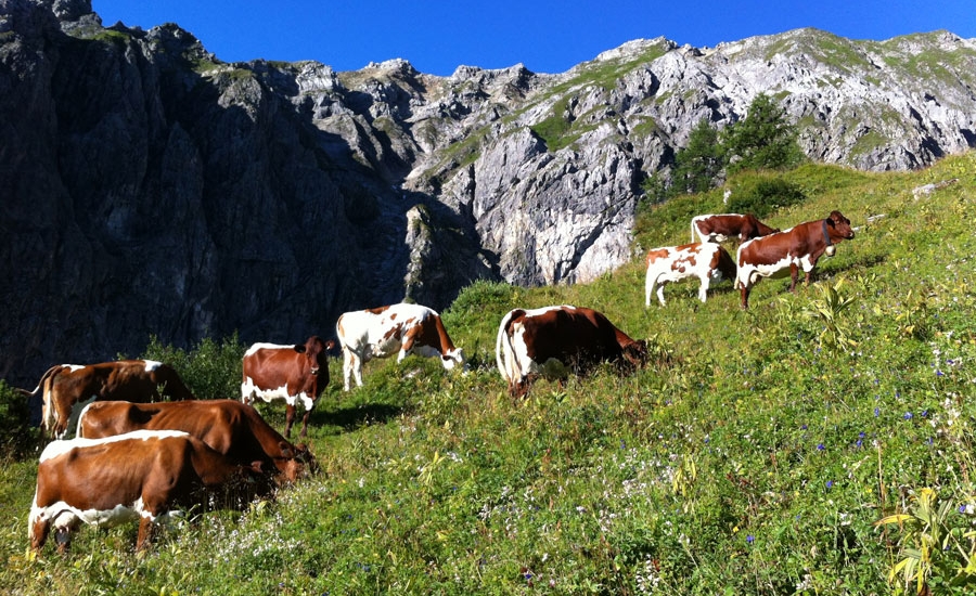 bauernhofurlaub-flachau-tiere-sommer-4144